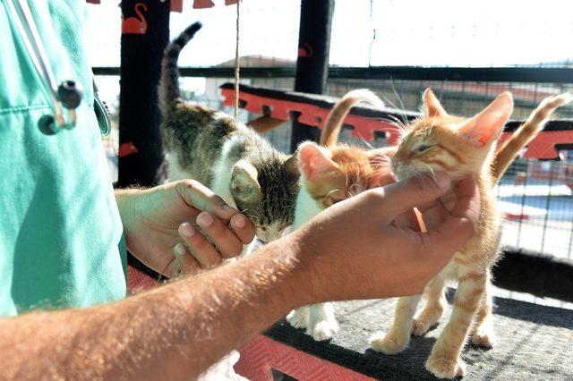 Büyükşehir veterinerlerinden hayvanseverlere uyarı