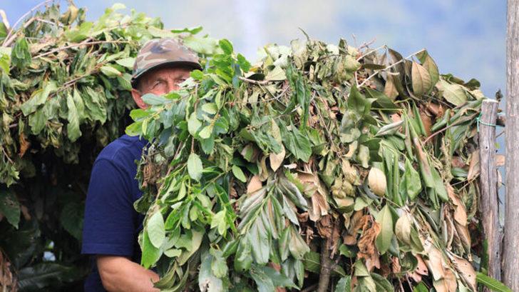Doğu Karadeniz'de atmaca avcılığı geleneği G3