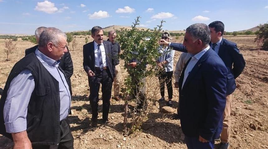 Aşılı alı&ccedil; fidanı dikimi ger&ccedil;ekleştirildi.