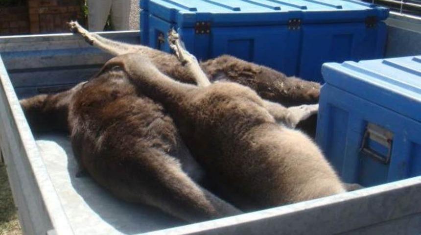 Resmen vahşet! Eğlence için 20 kanguruyu öldürdüler