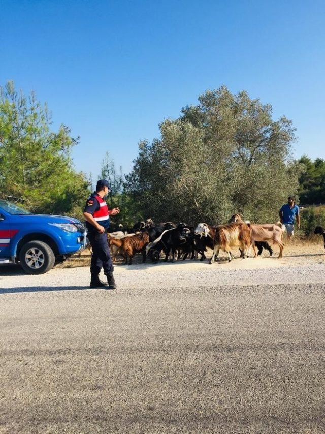 Kaybolan hayvanlar jandarma ekiplerince bulundu