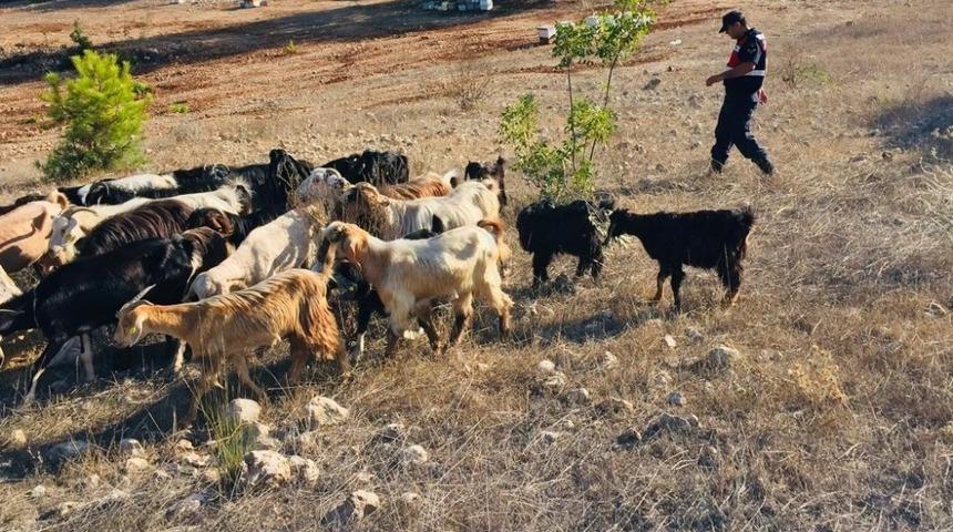Kaybolan hayvanlar jandarma ekiplerince bulundu