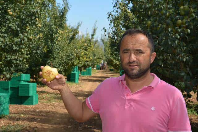 Kalp şeklinde armut yetiştirdi