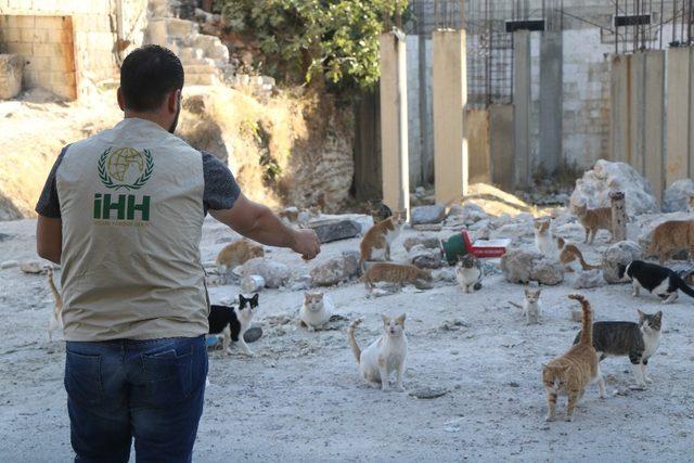 İHH, Kafranbel’deki sokak hayvanlarını unutmadı