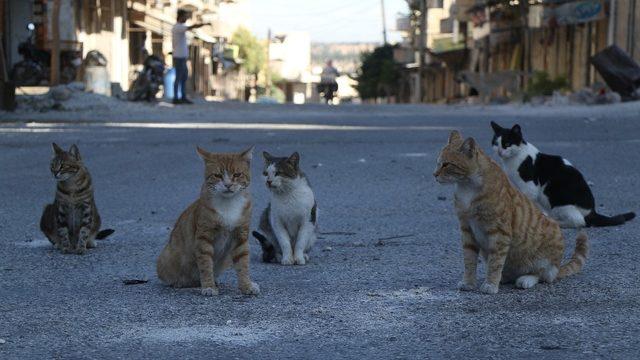 İHH, Kafranbel’deki sokak hayvanlarını unutmadı