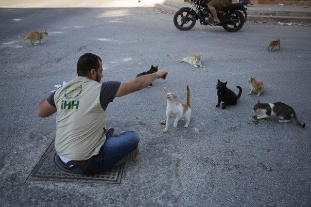 İHH, Kafranbel’deki sokak hayvanlarını unutmadı