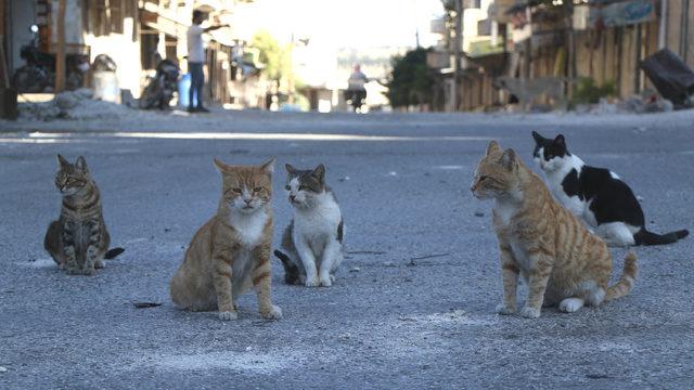 İHH, Kafranbel’deki sokak hayvanlarına yiyecek dağıttı
