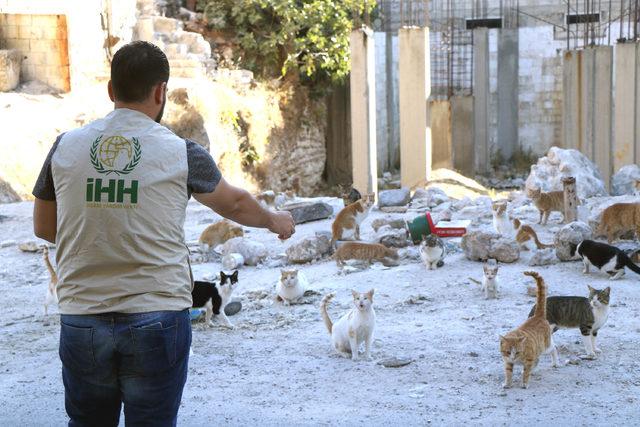 İHH, Kafranbel’deki sokak hayvanlarına yiyecek dağıttı