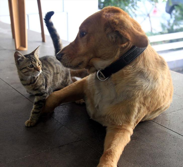 Annesinin terk ettiği kediyi Tarçın isimli köpek emziriyor G2