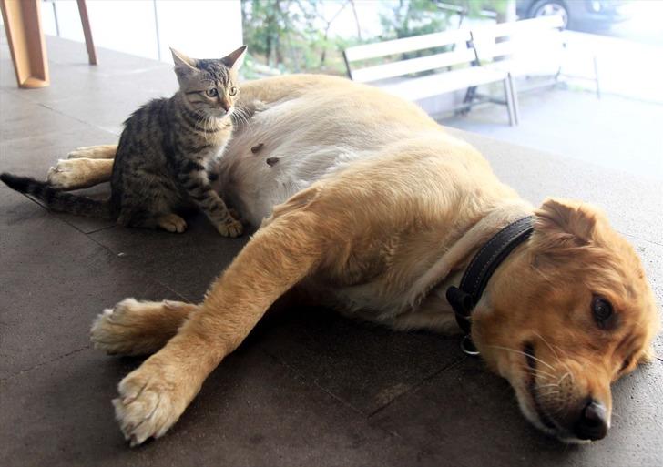 Annesinin terk ettiği kediyi Tarçın isimli köpek emziriyor G1