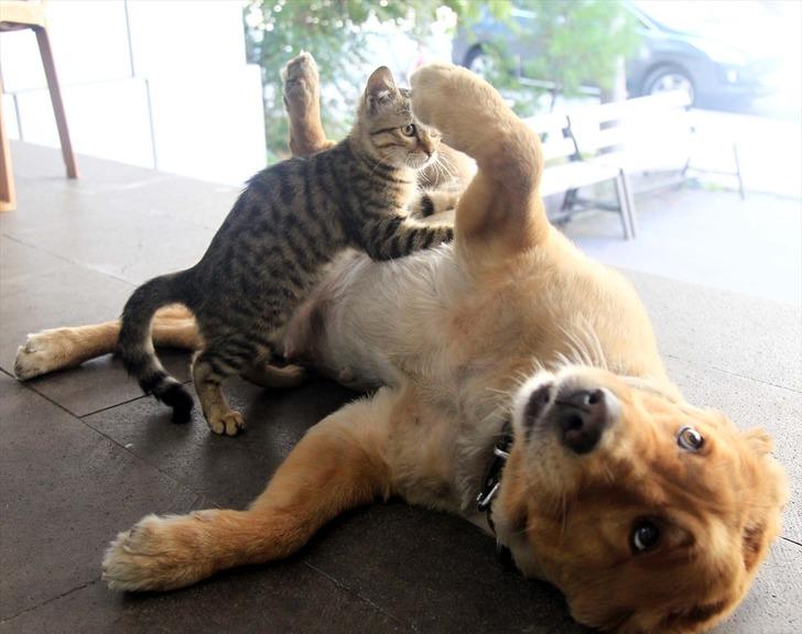 Annesinin terk ettiği kediyi Tarçın isimli köpek emziriyor G3