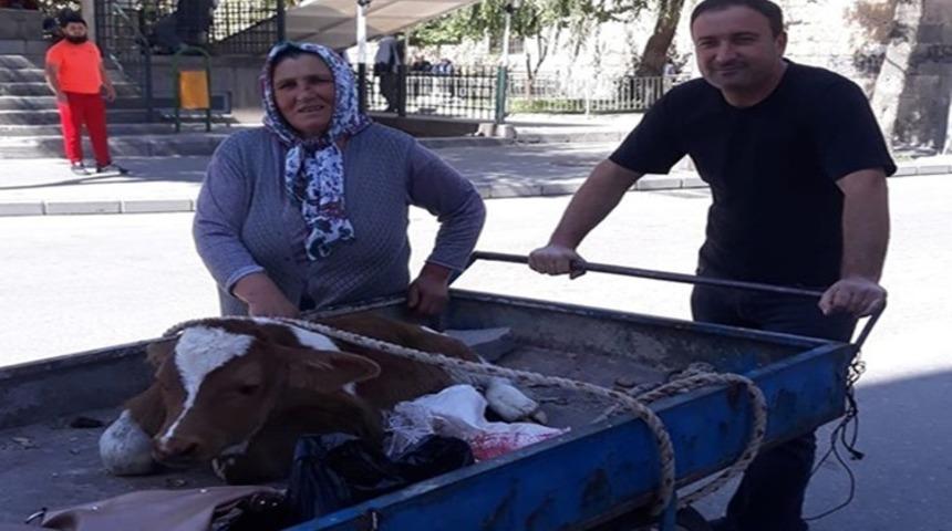 Buzağıyı 3 tekerlekli seyyar arabayla veterinere g&ouml;t&uuml;rd&uuml;