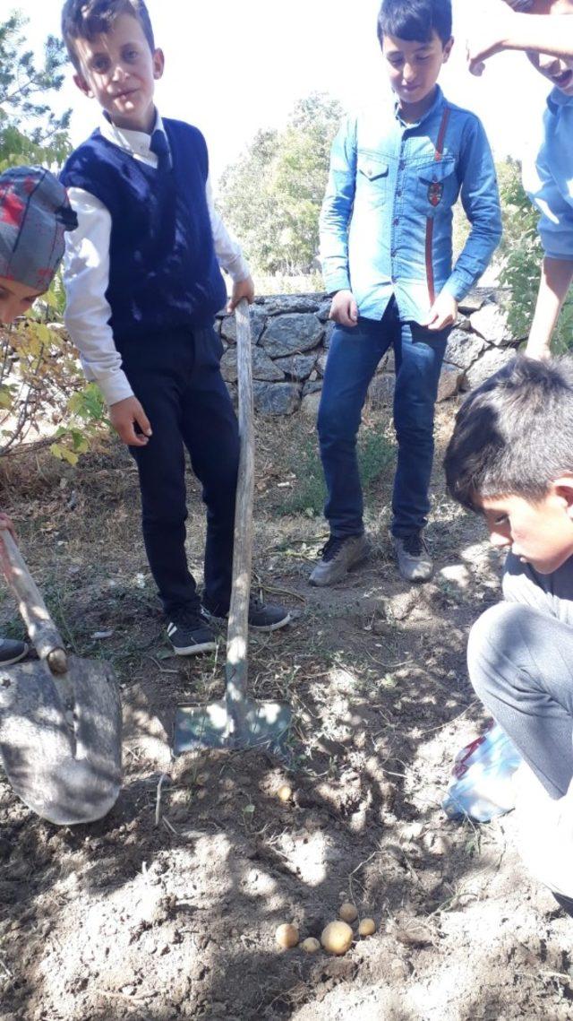 Özalplı öğrenciler ektikleri ürünlerin hasadına başladı