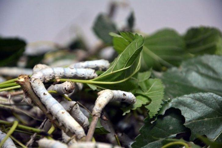 Destek devletten üretim çiftçiden G1