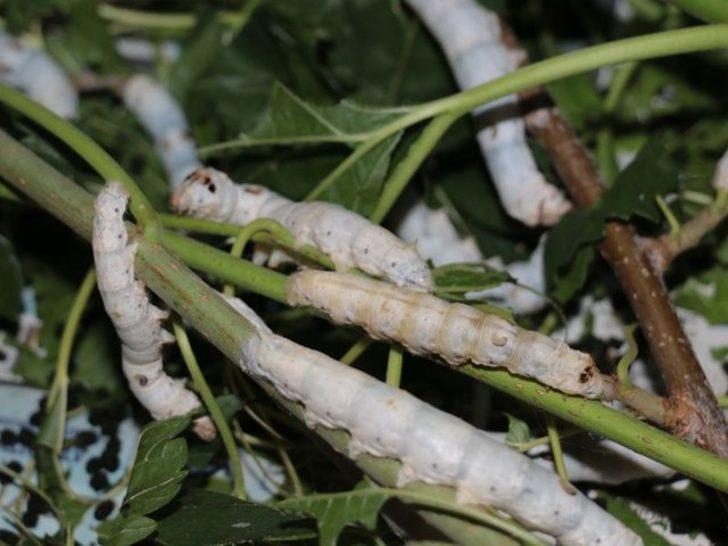 Destek devletten üretim çiftçiden G2