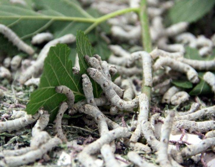 Destek devletten üretim çiftçiden G5