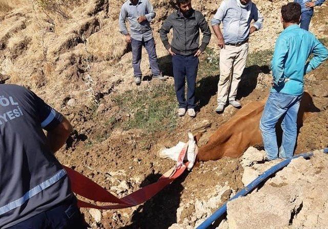 Bingöl’de bataklığa saplanan inek kurtarıldı