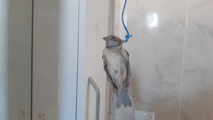 Bu nasıl vicdansızlık! Serçeyi telle boğazından bağlayıp astılar G2