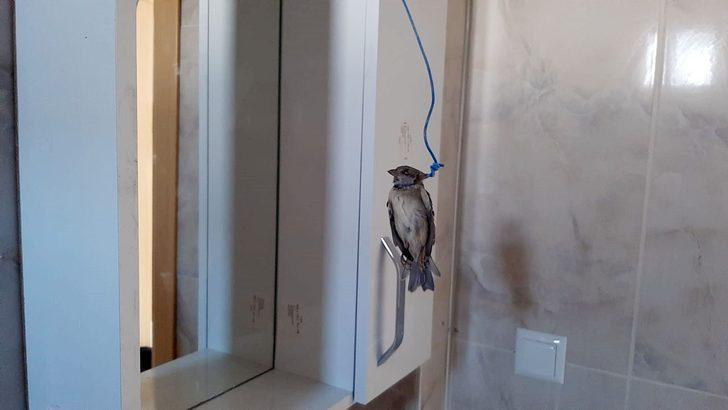 Bu nasıl vicdansızlık! Serçeyi telle boğazından bağlayıp astılar G3