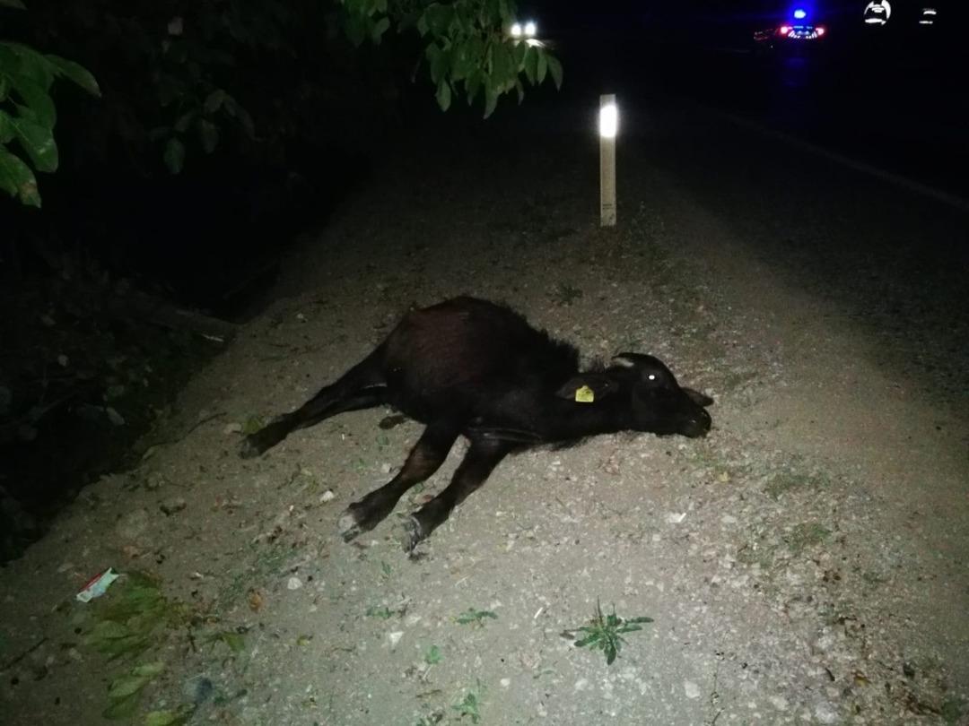 Kamyonun &ccedil;arptığı mandalar telef oldu