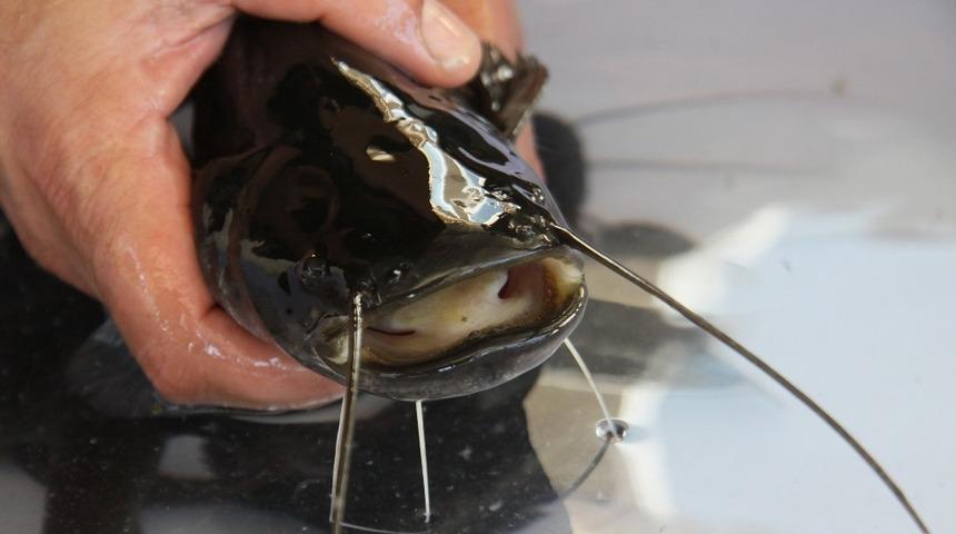 Aydın&rsquo;da yayın balığı ile 10 milyonluk gelir elde edilecek