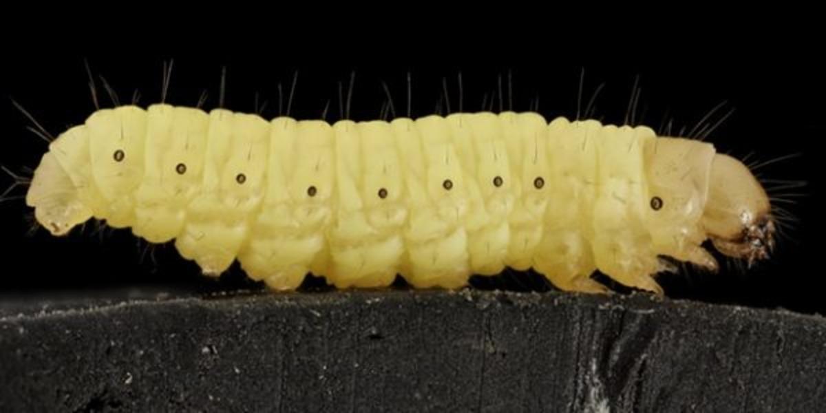 D&uuml;nyanın kurtuluşu balmumu solucanlarına bağlı!