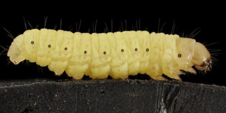 Dünyanın kurtuluşu balmumu solucanlarına bağlı! G1