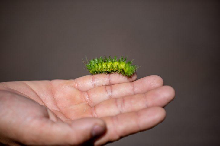 Dünyanın kurtuluşu balmumu solucanlarına bağlı! G3