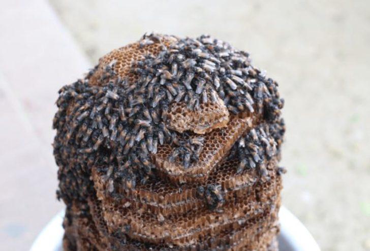 Dünyanın kurtuluşu balmumu solucanlarına bağlı! G5