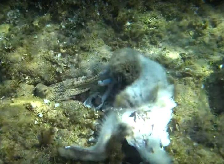 Ahtapot, tavşanı yerken görüntülendi G3