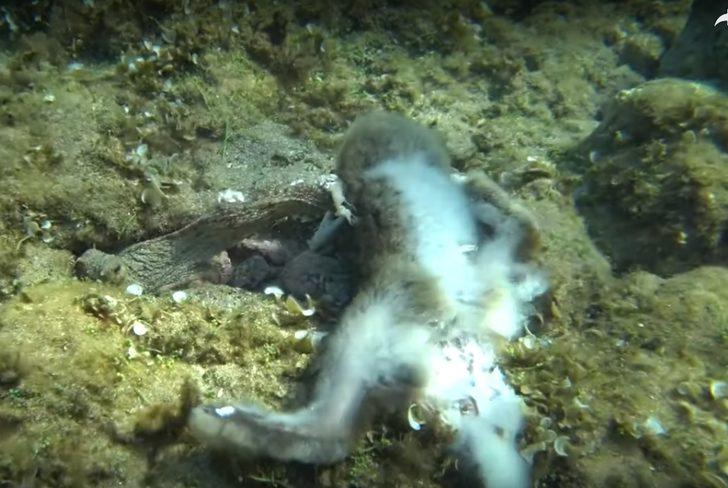 Ahtapot, tavşanı yerken görüntülendi G2