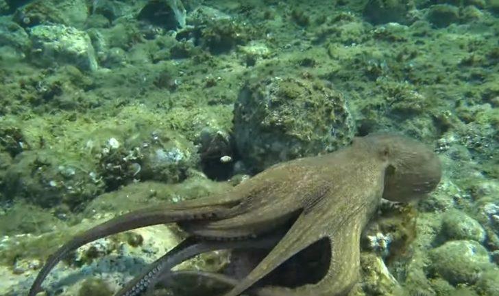 Ahtapot, tavşanı yerken görüntülendi G1