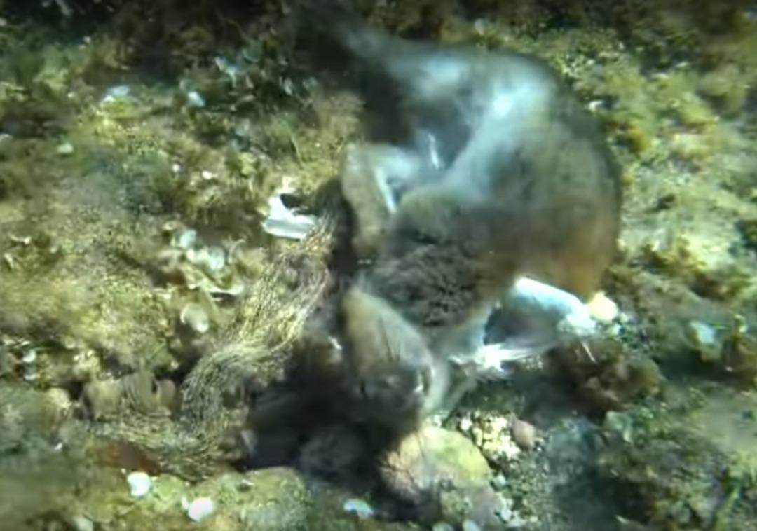 Ahtapot, tavşanı yerken g&ouml;r&uuml;nt&uuml;lendi