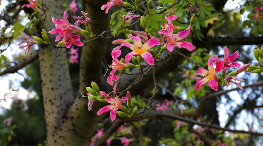 'Maymun &ccedil;ıkmaz ağacı', sonbaharda &ccedil;i&ccedil;ek a&ccedil;ıyor
