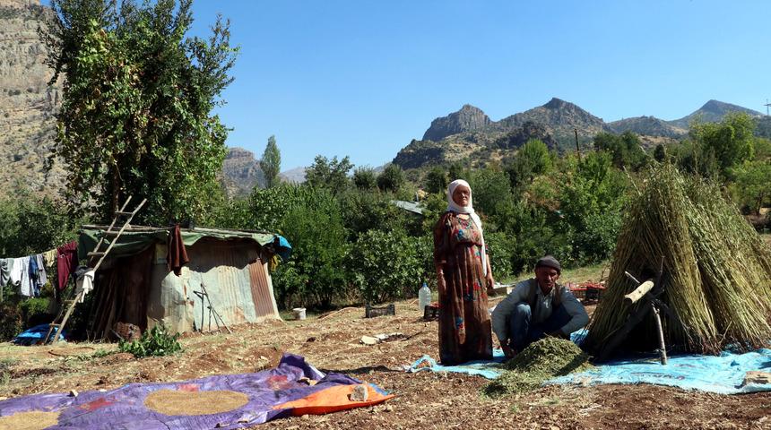 &Ccedil;ukurcalılar pirin&ccedil; ve susam hasadından memnun
