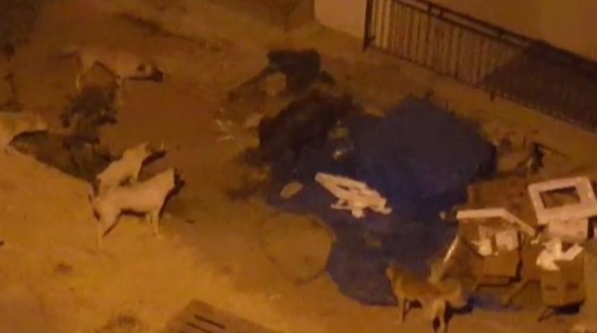 Domuz ve köpeklerin yiyecek kavgası