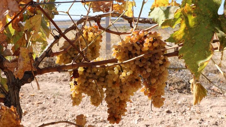 Niğde’de pekmez ve köfter zamanı! Evde köfter yapımı G5