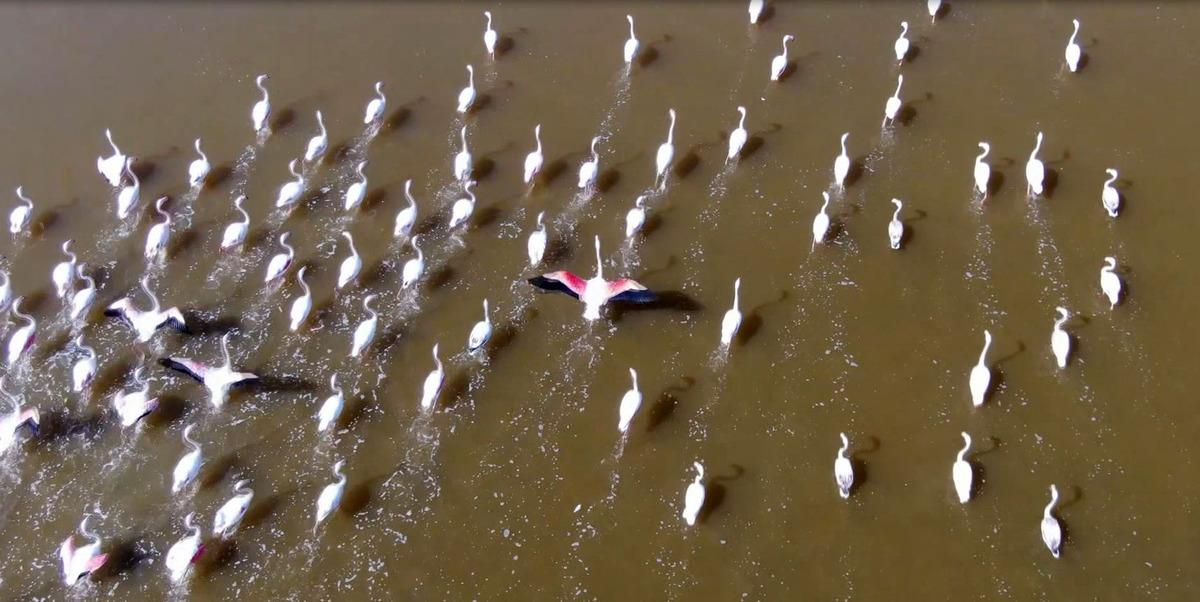 'Kuş cenneti' Acıg&ouml;l'de flamingo ş&ouml;leni