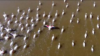 'Kuş cenneti' Acıgöl'de flamingo şöleni