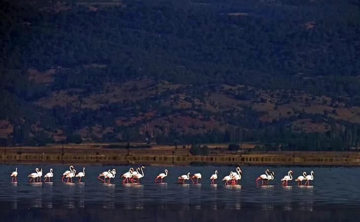 'Kuş cenneti' Acıgöl'de flamingo şöleni G4