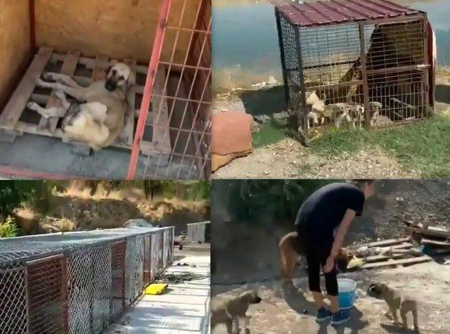 Vali Arslantaş’tan sosyal medyadaki hayvan barınağı iddialarıyla ilgili açıklama