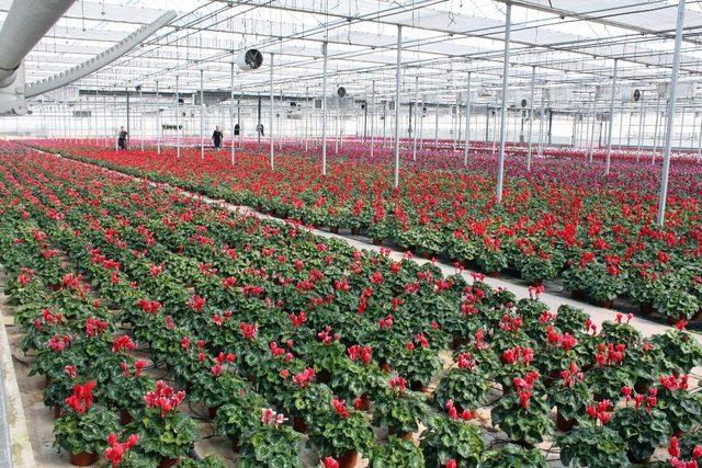 Çiçek üreticisi artan maliyetten kaygılı