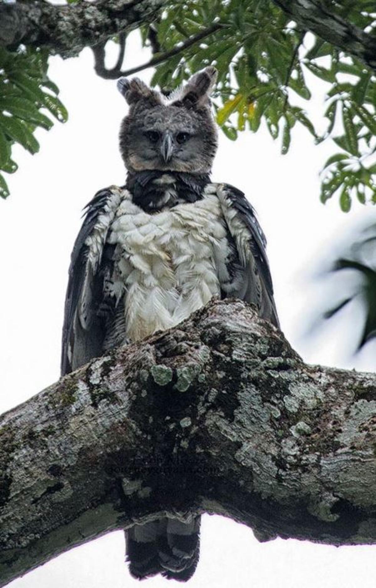 D&uuml;nyanın en b&uuml;y&uuml;k kartalı: Harpia Kartalı!