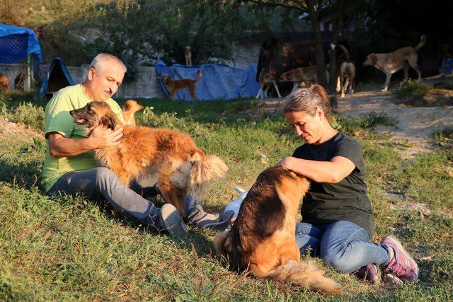 Emekli çift tüm birikimlerini sokak köpekleri için harcıyor