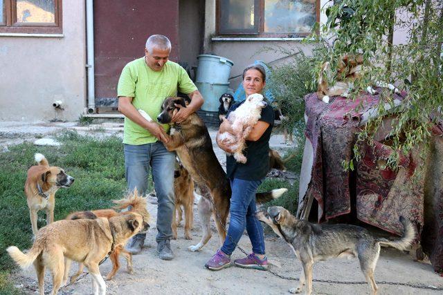 Emekli çift tüm birikimlerini sokak köpekleri için harcıyor