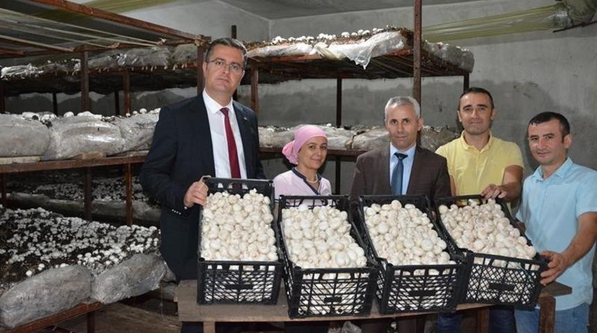 Ordu&rsquo;da mantar &uuml;retimi artıyor