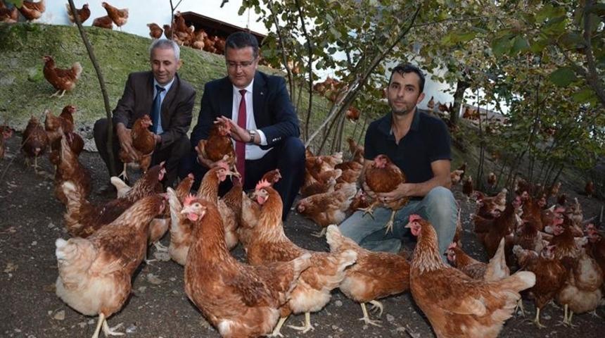 Ordu&rsquo;da organik yumurta &uuml;retimi artıyor