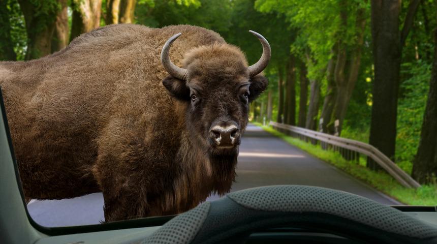 Bizon saldırısına uğradığı parkta randevu verdi, kadın da boynuzlandı
