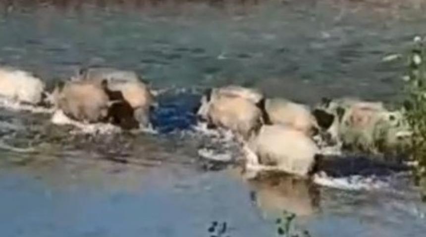 Domuz s&uuml;r&uuml;s&uuml; P&uuml;l&uuml;m&uuml;r &Ccedil;ayı'nı y&uuml;zerek ge&ccedil;ti