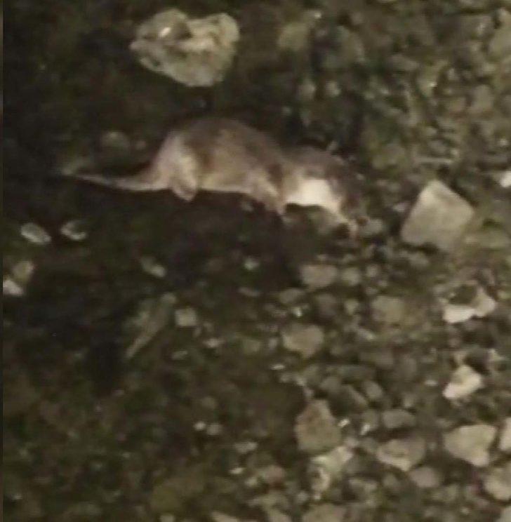 Küçükçekmece Gölü'nde su samuru görenlerin sayısı artıyor G3